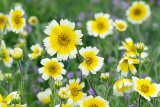 Carrizo Plain - Tidy Tips & Filaree