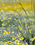 CA - Carrizo Plain - Dewey Tidy Tips & Filaree