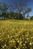 Chico - Horseshoe Lake Park Field of Tidy Tips