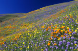Gorman Hills - Mixed Wildflowers