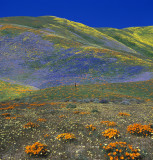 Gorman Hills - Poppies & Wildflower-Covered Rolling Hills