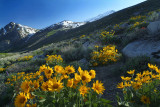 Grant Lake - Mule Ears on Hillside