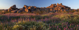 Joshua Tree NP - Lupine & Desert Dandelion Panoramic