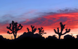 Joshua Tree NP Sunrise Colors