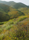 Lake Elsinor Hills - Sunny Mixed Wildflowers