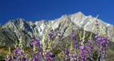 Lone Pine Peak & Bush Lupine