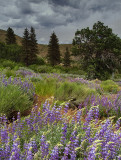 Onion Valley Bush Lupine Field & Stormy Sky