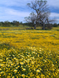 Shell Creek - Tidy Tips & Goldfields