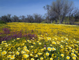 Shell Creek - Tidy Tips, Owls Clover & Goldfields