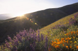 Gorman Hills - Wildflower Setting Sun