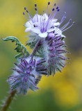 Tremblor Range - Lacey Phacelia