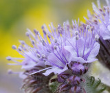 Tremblor Range - Dew-Dropped Lacey Phacelia