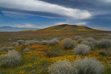 Antelope Valley Poppy Preserve - Mixed Wildflowers