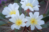 Dune Evening Primrose