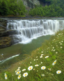 Letchworth SP - Daisys & Lower Falls