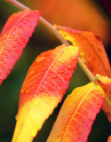 Sumac Leaf Detail