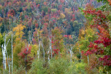 Whiteface Mountain Fall Color