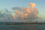 Sunset Clouds & Pier Birds in Flight