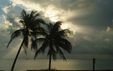 Palm Silhouette & Sun Rays