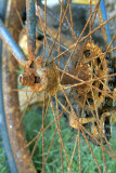 Rusty Bike Derailer