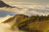 Olympic NP - Hurricane Ridge Fog Bank
