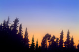 Olympic NP - Hurricane Ridge Sunset Treeline