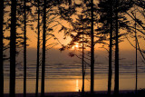 Olympic NP - Ruby Beach Tree Silhouettes