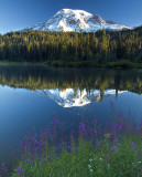 Mt Rainier NP - Fireweed & Reflection Lake
