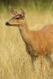 Deer In Grass