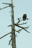 Eagle In Tree