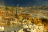 Yellowstone NP - Canary Springs