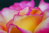 Washington Park - Rose Closeup