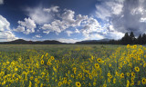 Flagstaff - Bonito Park Sunflowers (23x38)