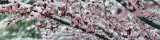 Sedona Snowy Japanese Maple (15x61)