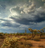 Apache Junction Chollos  Monsoon Sky 23x25