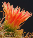 Barrel Cactus Profile