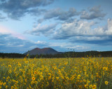 Flagstaff - Bonito Park Sunflowers & Twilight Clouds