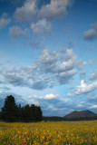 Flagstaff - Bonito Park Sunflowers & Monsoon Clouds