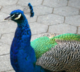 PEACOCK STRUTTING ALL AROUND THE ZOO