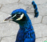 PEACOCK FINALLY STOOD  STILL FOR ME