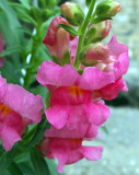 SNAP DRAGON