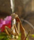 PRAYMANTIS