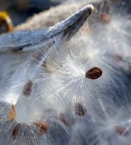 Milk Weeds- Fall 2007