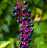 Fall Berries-2007