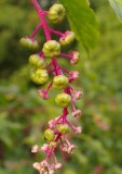 Buds getting ready to turn into Berries-Fall-2007