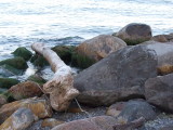 Rocks and driftwood.JPG