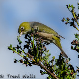 Silvereye