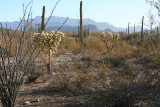 A March morning in Organ Pipe Cactus National Monument