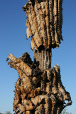 Close-up view of a dead Saguaro Cactus