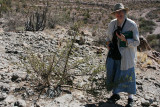 Aleta poses beside a small Elephant Tree in the Ajo Mountains